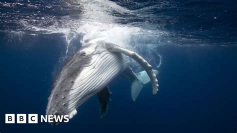 Japan whaling: Why commercial hunts have resumed 